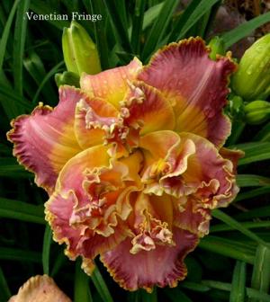 Venetian Fringe (Petit, 2008)
